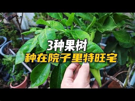 適合北部種植的果樹|5種北部易種高產果樹